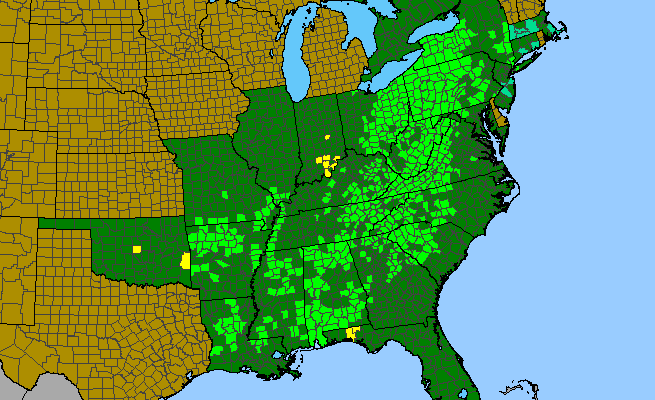 The range of Magnolia acuminata